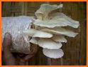 tips menanam jamur tiram related image