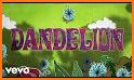 Dandelion related image