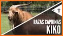 American Kiko Goat Association related image