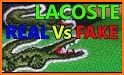 Lacoste related image