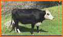 Cow Sounds related image