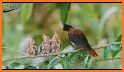 All Birds Ecuador - A Sunbird Field Guide related image