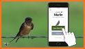 Bird identification: Picture bird identifier app related image