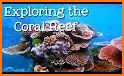 Ocean Reef Life related image