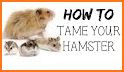The Rainbow Jump Hamster - Animal Tap Adventure related image