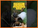 Absurd Black Ant Escape - JRK Games related image