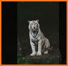 Tiger Wallpapers 4K related image