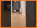 RunCat related image