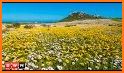 Wildflowers of South Africa related image