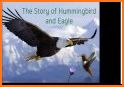 Hummingbird - stories for you related image