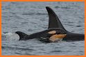 Center for Whale Research related image