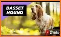 Basset Hound CD10 related image