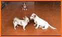 Puppy Mate related image