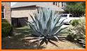 Agave related image