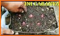 tips cara menanam bawang merah dalam di polybag related image