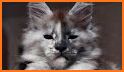 What cat breed are you? Test related image