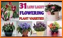 PlantMe - flower Plant identification and care related image