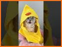 Pet Chat related image
