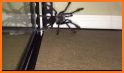 Spider escape related image