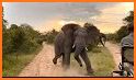 elephant runner related image