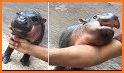 Adorable Hippo Calf Escape related image