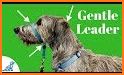 Leashes & Leads related image