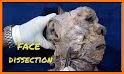 AMI Facial Anatomy and Cadaver related image