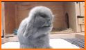Luna Lop related image
