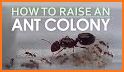 The Ant Colony related image