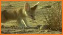 Fennec Fox Defense related image