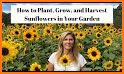 Grow Sunflowers related image