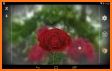 3D Rose Live Wallpaper related image