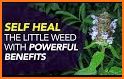 Healing Medical Herbs -Their Uses and Preparation related image