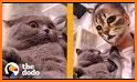 Cats Watch Faces related image
