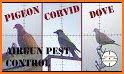 Birdy - Pest Bird Control related image
