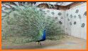 Peacock related image