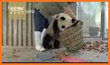 Cleaning Fun - Baby Panda related image