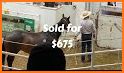 Horse Auctions USA related image