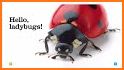 Goody Preschool Ladybugs related image