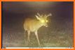Ethereal Critter Deer Escape related image