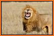 Lion King Roar Keyboard Background related image