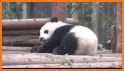 Panda Sleep related image