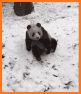 Panda Scream related image