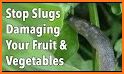 Slug Stop related image