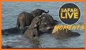 Jungle Safari - Rush Hour Animal Racing Adventure related image