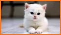 Cute Cats Wallpaper related image