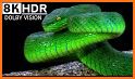 Sneaky Snake : Reptile 3D related image