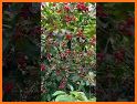 Wild Cherries related image
