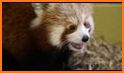 Red Pandas Adventure related image