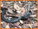 Sunshine Coast Snake ID related image